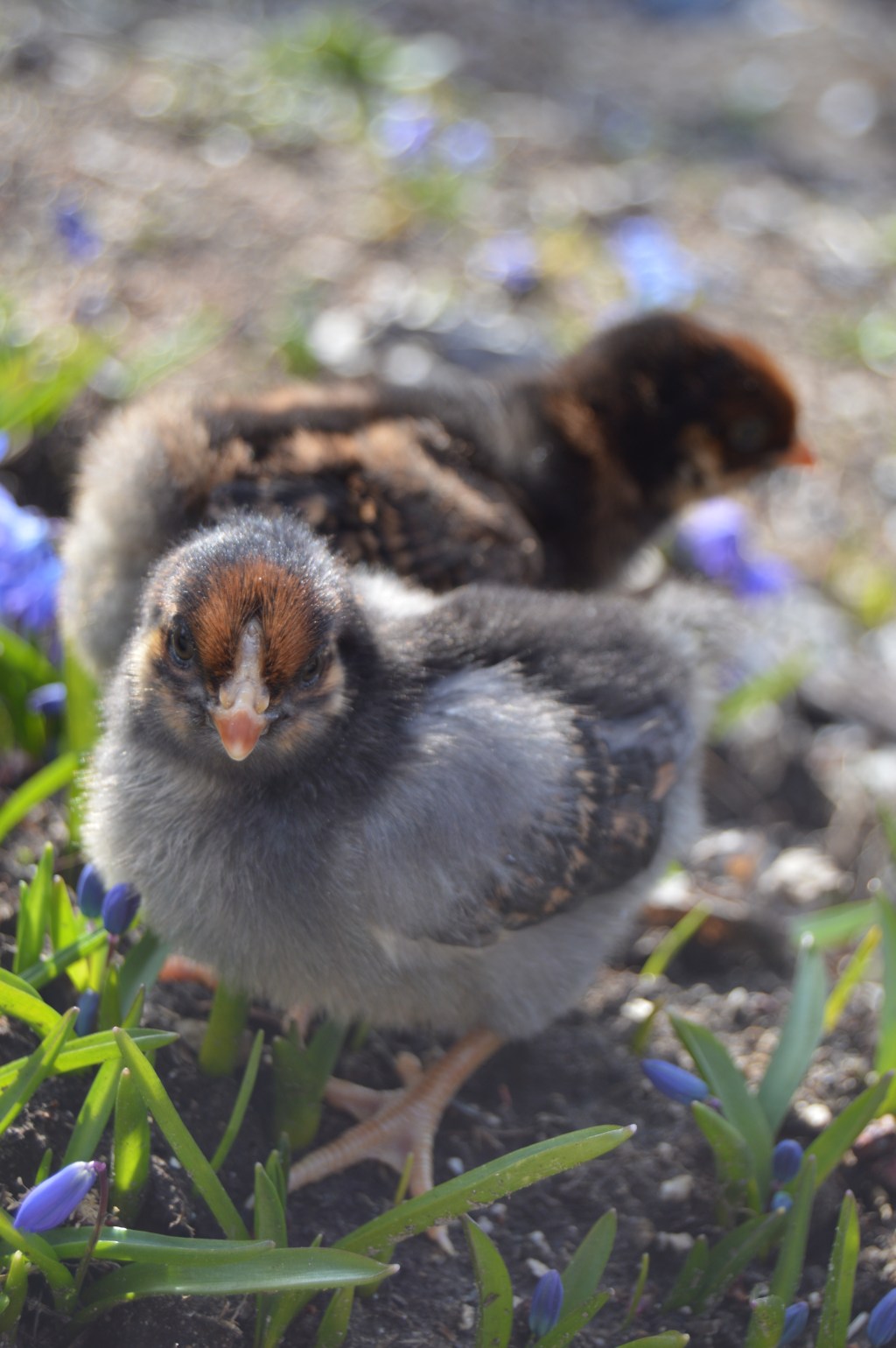 Nurturing New Chicks